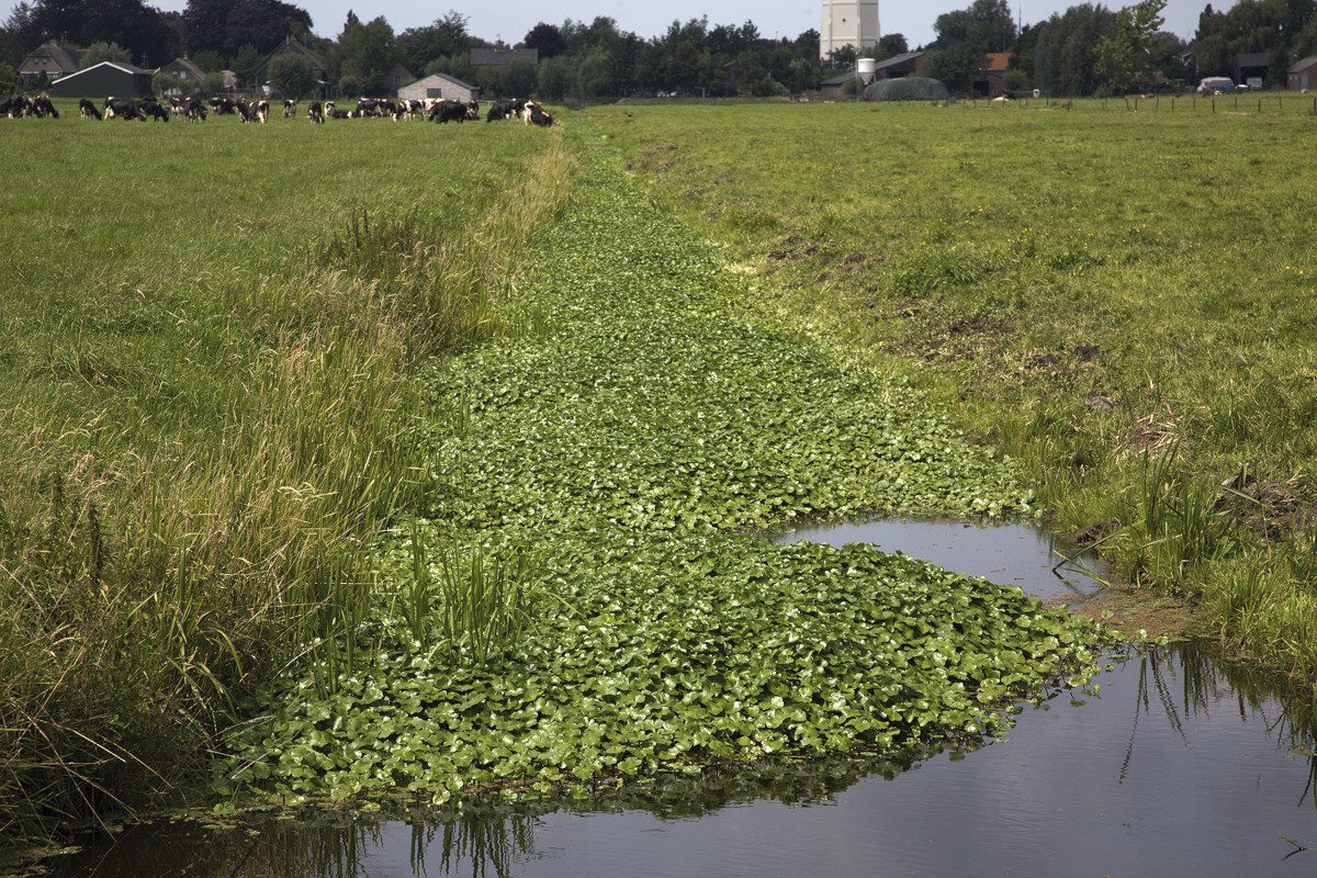 pennywort